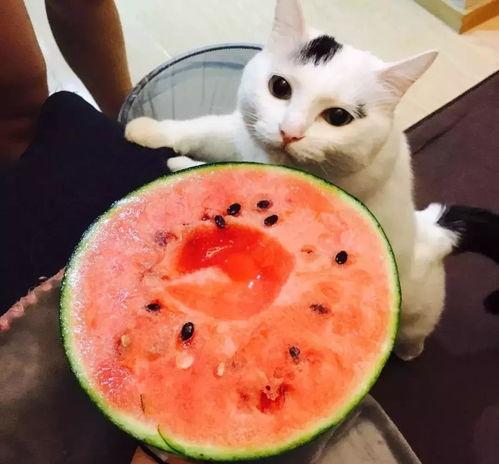 猫可以吃网纹蜜瓜吗视频,揭秘猫咪能否享用网纹蜜瓜美味