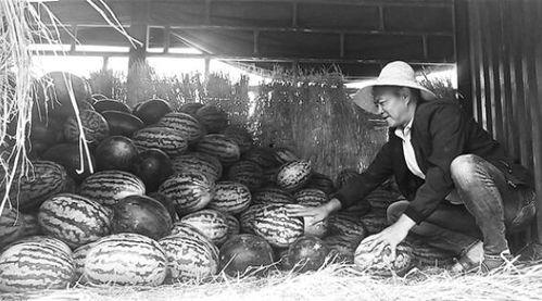 曹妃甸吃瓜群众视频,揭秘当地生活百态