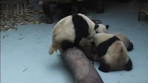 熊猫打架吃瓜视频大全,搞笑吃瓜瞬间大盘点