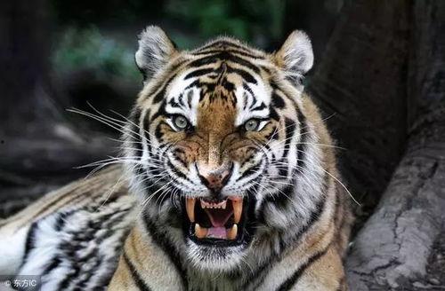 老虎瓜怎样吃才好吃呢视频,解锁最佳食用秘诀