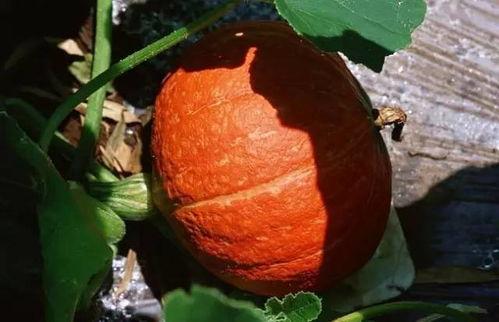 吃南瓜的藤不结瓜吗视频,吃南瓜的藤为何不结瓜？科学解析背后的秘密