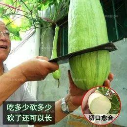 砍瓜能砍了吃吗有毒吗视频,有毒还是美味佳肴？