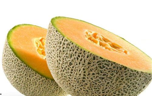 小狗能否吃哈密瓜呢视频,揭秘狗狗能否享用甜蜜瓜果