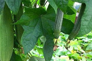 阿瓜吃绿色食品视频下载,视频下载解析