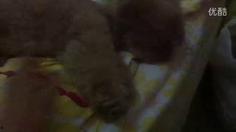 八组吃瓜小视频,揭秘娱乐圈幕后故事