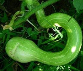 辣椒哥吃蛇瓜是真的吗视频,真相揭秘