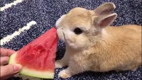 怎么画小兔子吃瓜视频,手把手教你绘制小兔子吃瓜趣味视频